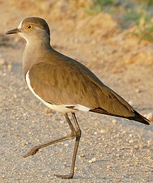 Senegal lapwing Senegal Lapwing (Vanellus lugubris) (51861697845).jpg