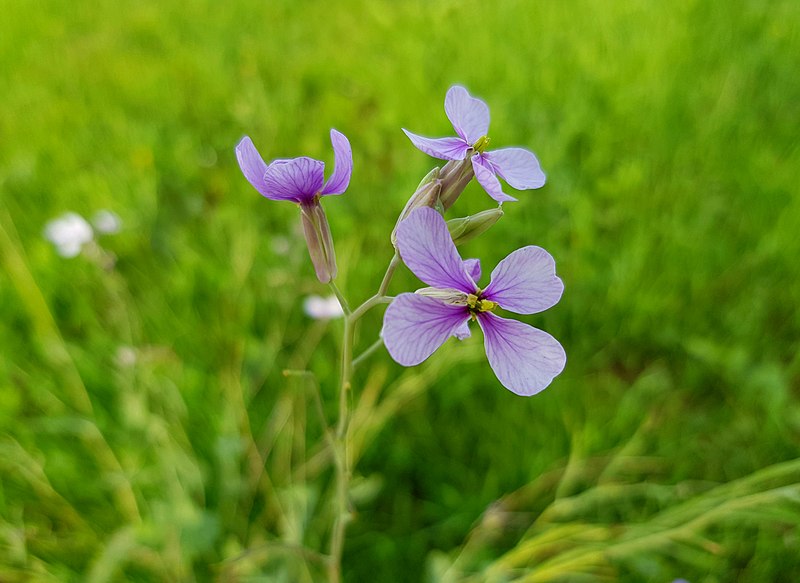 File:Senija, flors de colletxó.jpg