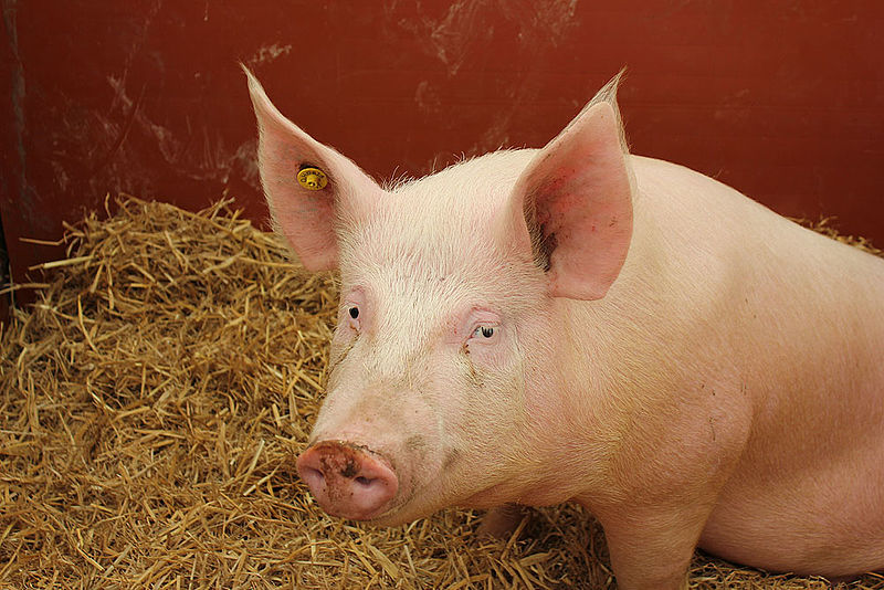 File:Show Pig (18097041013).jpg