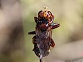 Sicus ferrugineus (Linnaeus, 1760)