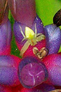 Sidymella rubrosignata juvénile sur Bromeliad.jpg