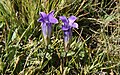 Pair of sierra gentians (Gentianopsis holopetala)