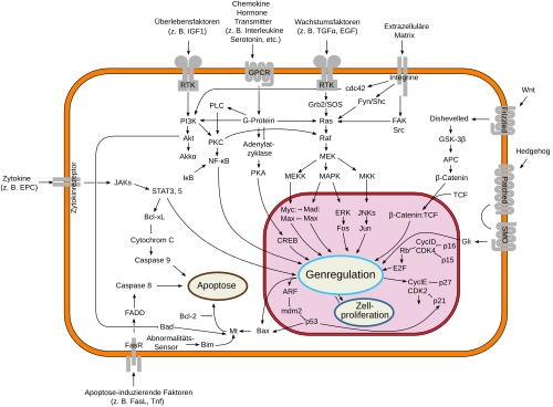 Oversigt over signaltransduktionsveje involveret i apoptose.