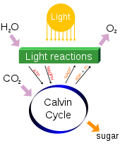 Photosynthesis changes sunlight into chemical energy, splits water to liberate O2, and fixes CO2 into sugar. Simple photosynthesis overview.svg