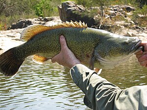 Tamaño Murray cod.JPG