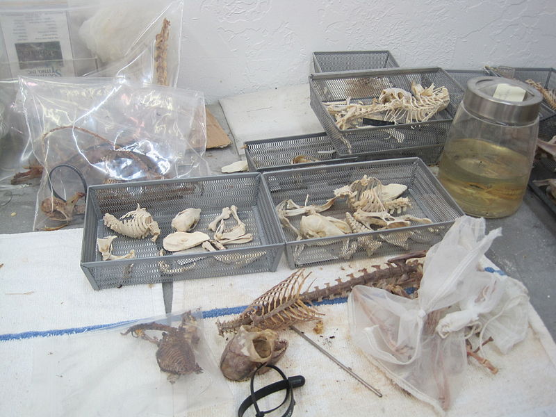 File:Small skeletons.jpg