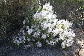 <i>Conospermum triplinervium</i> Species of Australian shrub in the family Proteaceae