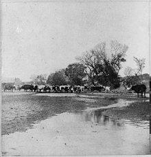 Cattle crossing the Smoky Hill River at Ellsworth (photo by A. Gardner, 1867).