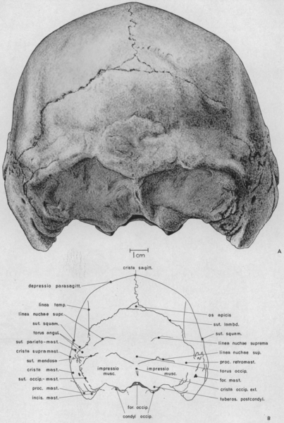 File:Solo Skull XI posterior.png