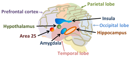 Various parts of the brain are responsible for different functions.