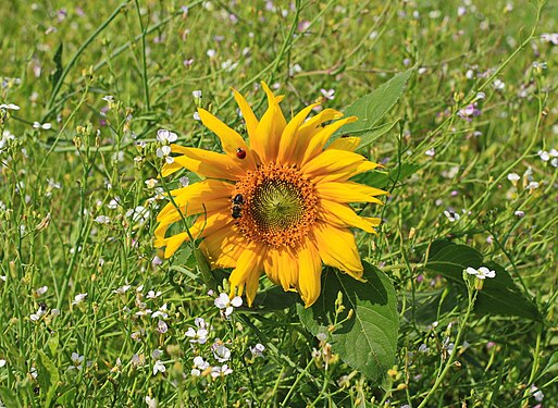 Sonnenblume (Helianthus annuus) in einem Sonnenblumenfeld. Erzgebirgskreis, Sachsen.