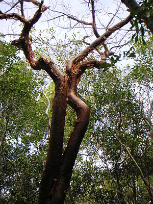 Bursera Simaruba