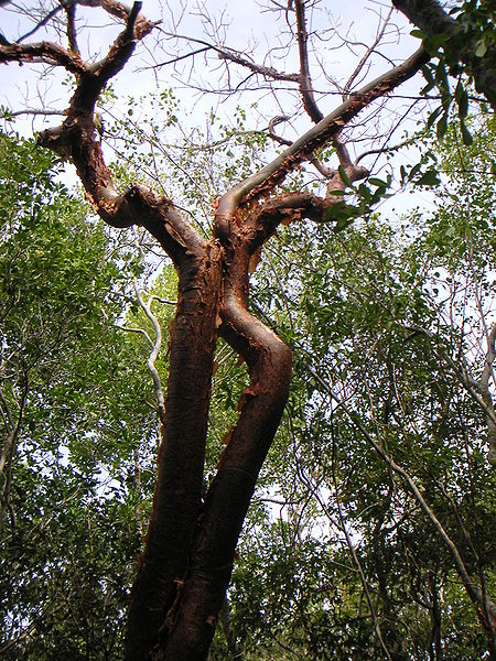 Bursera_simaruba