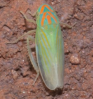 Hecalini tribe of insects