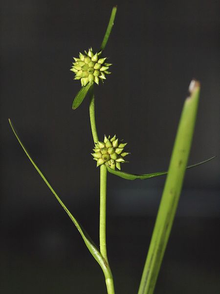 File:Sparganium natans.jpeg