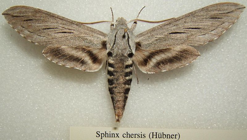 File:Sphinx chersis sjh.JPG