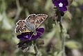 Spialia orbifer Red-underwing Skipper Kızıl Zıpzıp