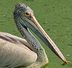 Пелекан. Яйца пеликана. Пелекана. Spot billed Pelican.