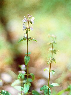 <i>Stachys floridana</i> species of plant