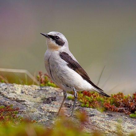 Северная птица 7. Northern Wheatear птица. Oenanthe albonigra. Птицы севера. Маленькие птички на севере.