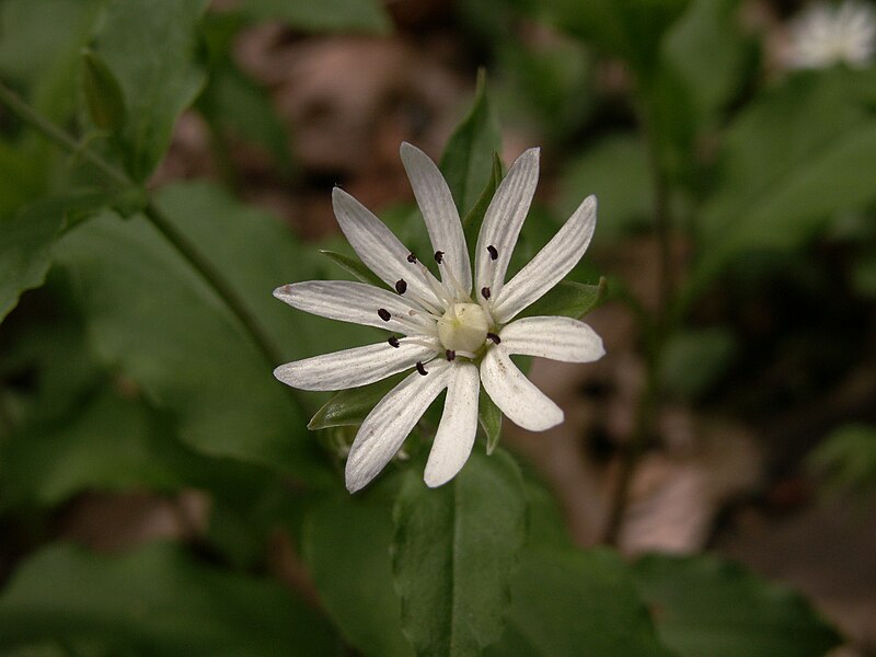 Stellaria pubera