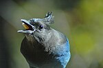 Thumbnail for File:Steller's Jay, Running Springs, California 2008 - 05.jpg