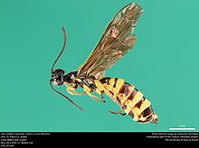Сабақ ағашы (Cephidae, Cephus cinctus (Norton)) (37764584531) .jpg