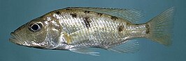 Stigmatochromis woodi