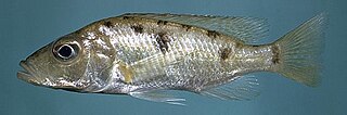 <i>Stigmatochromis woodi</i> Species of fish