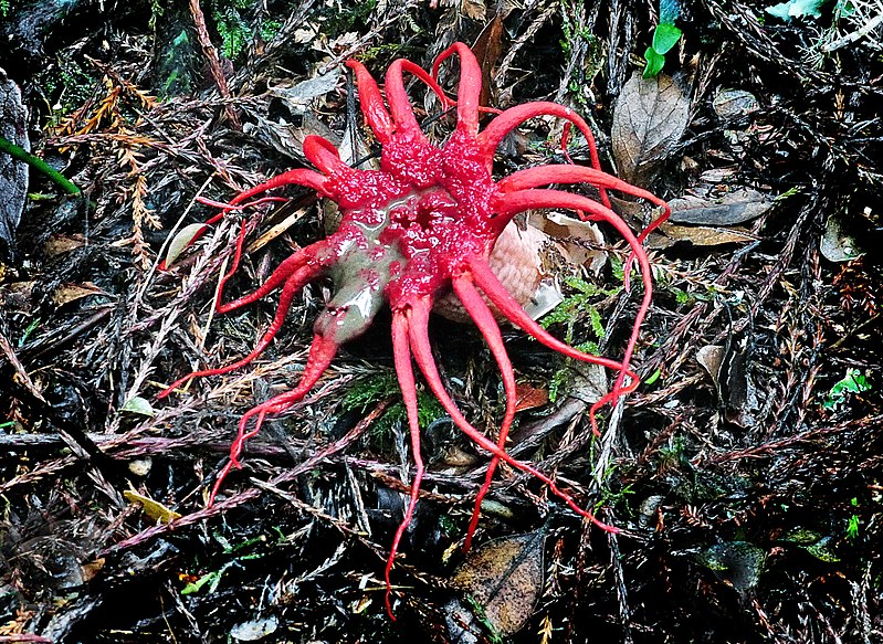 File:Stinkhorn (Phallaceae) (32112626610).jpg