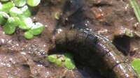 Larva of Stratiomys longicornis (video)