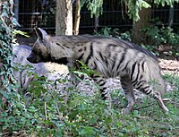 Streifenhyaene Hyaena hyaena Zoo Augsburg-09.jpg