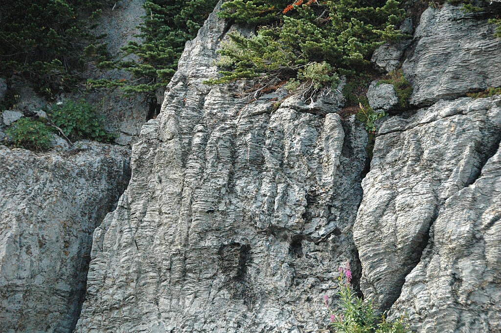 Stromatolites in limestone (Helena Formation (a.k.a. Siyeh Formation), Belt Supergroup, Mesoproterozoic, about 1.45 Ga; Going-to-the-Sun Highway, Glacier National Park, Montana, USA) 2 (15014411017)