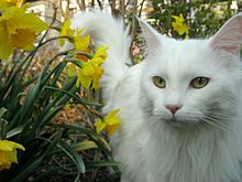 white coon cat