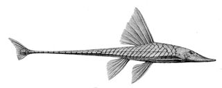 <i>Sturisoma</i> Genus of fishes