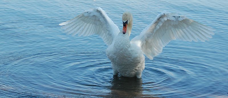 File:Swan displaying.6669.2.JPG