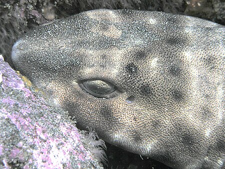 Fail:Swell Shark closeup, San Clemente Island, California.jpg