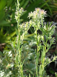 Symphyotrichum plumosum 98472969.jpg