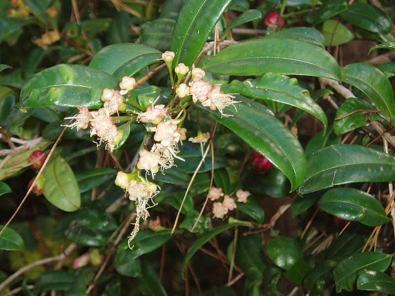 File:Syzygium australe (Link) B.Hyland (AM AK276479-2).jpg