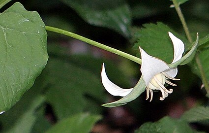 Typical flower with white flower petals