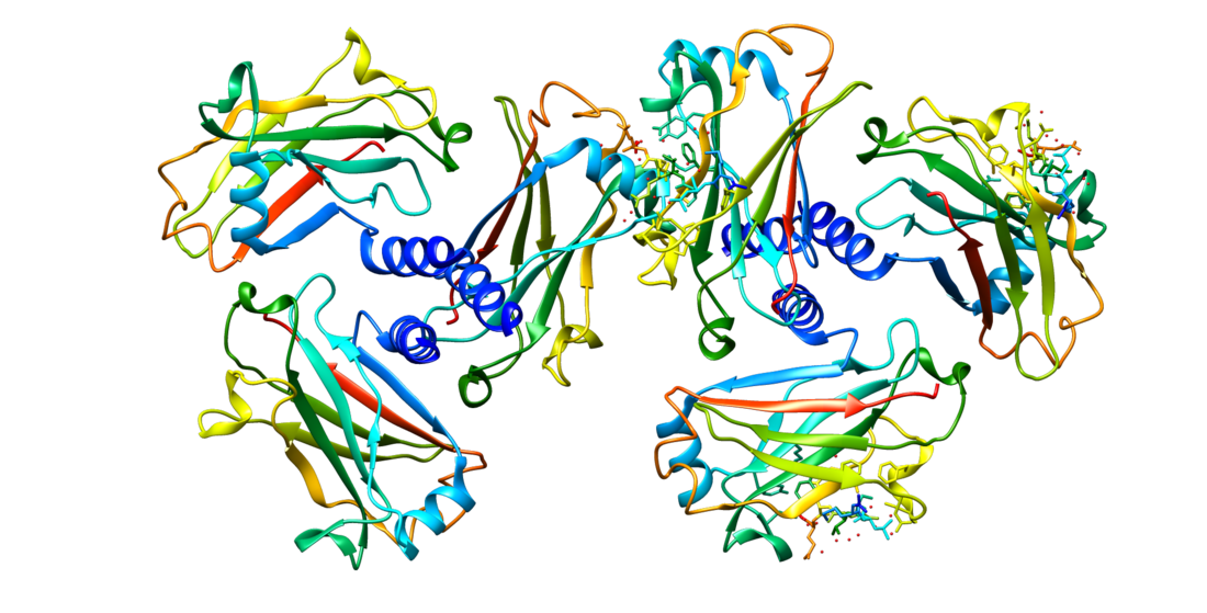 CD30