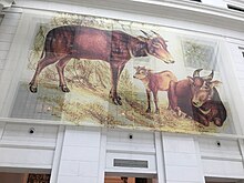 Tamaraw (Inside Philippine National Museum of Natural History) Tamaraw (Inside Philippine National Museum of Natural History).jpg