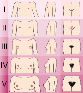 Tanner scale - female