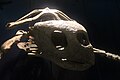 Tellus Protostega Skull.jpg