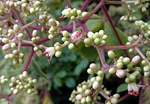 Tetradium glabrifolium.jpg