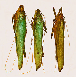 <i>Zeuneria melanopeza</i> Species of cricket-like animal