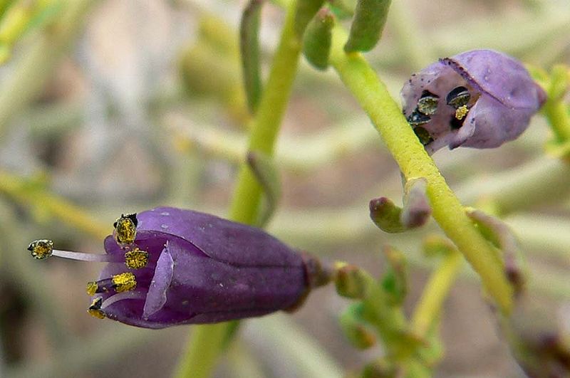 File:Thamnosma montana flower 1.jpg