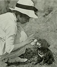 Mrs. Yvette Borup Andrews (wife of Roy Chapman Andrews) feeding a Tibetan bear cub in 1917 The American Museum journal (c1900-(1918)) (17540841703).jpg