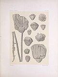 Miniatuur voor Bestand:The North American Crinoidea camerata (PLATE LXIV) (7401868238).jpg