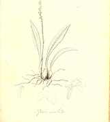 Liparis cespitosa